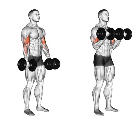 How to Do Hammer Curls for Biceps and Forearm Size